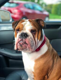 Englische Bulldogge - Halberstadt Zentrum