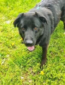 Posejdon sanfter Riese - Obertshausen