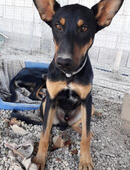 Komet liebt Abenteuer - Lorsch (Karolingerstadt)