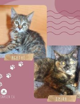 Kätzchen Agathe und Emira sind bereit - Lalendorf