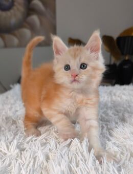 Reinrassige Maine Coon Katerchen Creme-smoke-tabby - Baden-Baden