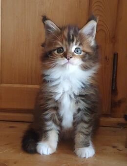 Maine Coon Kitten Träume mit XXL Luchs Pinseln - Großmehring