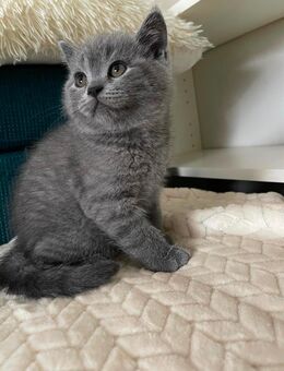 BKH Kitten - Pforzheim