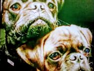 Mops - Bielefeld