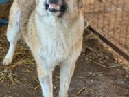 Kiwi, die Grinsebacke 🐾 - Elsdorf (Nordrhein-Westfalen)