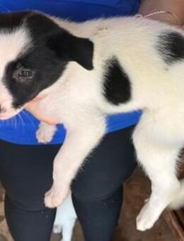 Estrella sucht ihre Menschen - Donaueschingen