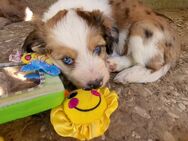 Zuckersüße Haverneser Mini Aussie Fellkinder - Gadebusch
