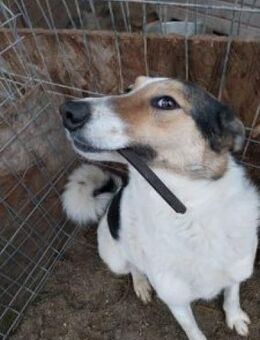 Rula 55 cm - Alpenrod