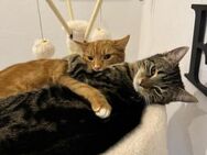 Holly und Lucy suchen Katzenkenner - Geisenheim