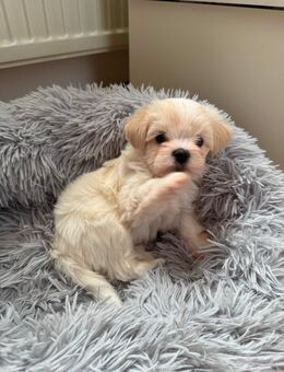 Bichon Malteser - Rottenburg (Neckar)