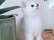 BKH kitten reinrassig black golden black silver vom Züchter - Ochsenhausen