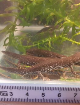 Molche Kammmolche triturus cristatus - Kaarst