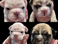 Französische Bulldoggen Welpen - Aachen
