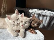 BKH Kitten in Farbe Lilac und Chocolate - Dortmund Hombruch