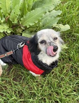 Lillifee, kleine Hündin - Lindenberg (Rheinland-Pfalz)