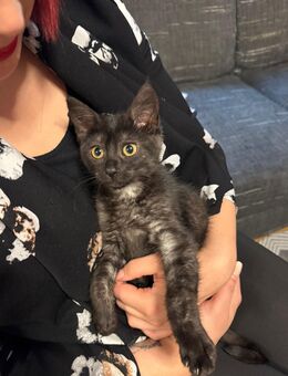 Maine Coon Mix Kitten - Fridingen (Donau)