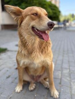 Rachel - Traumhündin sucht Zuhause - Berlin