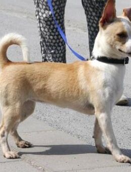 Pheebe ist ein süßer, lieber Feger! - Karben