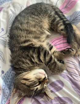 3 süße Europäisch Kurzhaar-Kitten – 2 Mädchen & 1 Junge 🐾 - Offenburg Zentrum