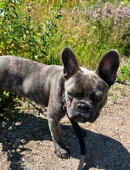 Französische Bulldogge, 8 Monate, rüde - Hanstedt (Landkreis Harburg)