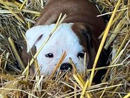 English Bulldog Welpen reinrassig aus gesunder Verpaarung - Wriezen