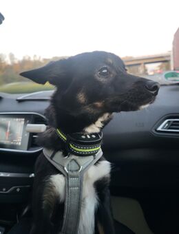 Pacco sucht ein Zuhause - Hückelhoven