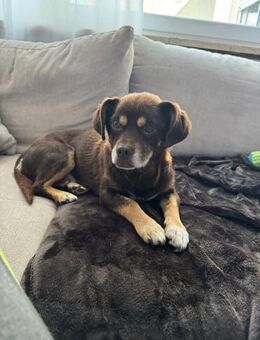 Padi erobert die Herzen 🐾 - Spenge