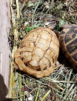 Testudo hermanni boettgeri Hypomelanist Weibchen adult - Stadthagen