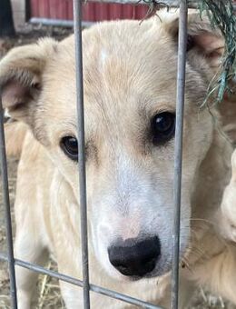 ✨Neugieriges Junghundemädchen Hermine🐾 - Eislingen (Fils)