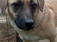 Kleine ♥Auri♥ ist auf Körbchensuche - Hamburg