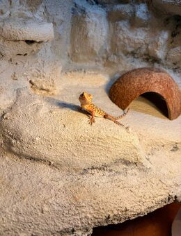 Bartagame abzugeben - Passau