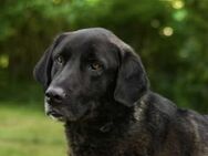 Pascha sucht seine Liebslingsmenschen - Wettenberg