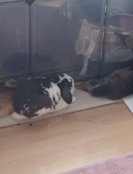 Stubenreine Kaninchen - Landau (Pfalz)