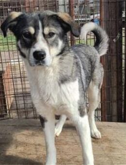 Jarma - Pflegestelle oder Zuhause gesuch - Oberwies