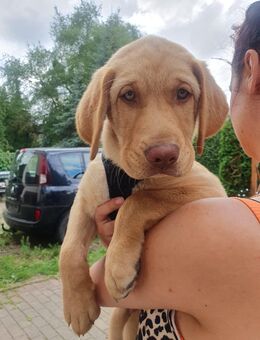 Labradorwelpe sucht liebevolles Zuhause 🐾💛 - Quedlinburg