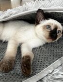 Reinrassige Siam-Kitten – bereit für ein liebevolles Zuhause in 31582