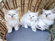 Heilige birma kitten - Overath