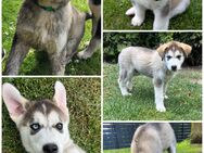Husky Akita Inu Welpe - Wittenberg (Lutherstadt)