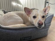 kleiner Jack aus Potsdam - Berlin