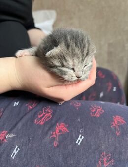 Bkh mix Kitten - Duisburg Zentrum