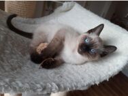 Siam Kitten, männlich - Ebstorf (Klosterflecken)