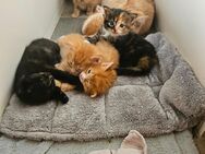 3kater und 1 katze suchen noch ein Zuhause - Fehrbellin