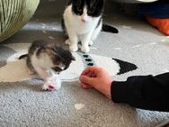 Katze Summer 1,9 Jahre sucht Zuhause mit Freigang - Leipzig Südost