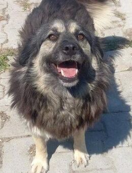 Mara - GNADENBROTPLATZ gesucht - Weilheim (Oberbayern)