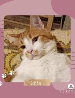 Kleiner Kater Simba möchte gern reisen - Lalendorf