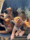 Malinois X-Herder in 28816