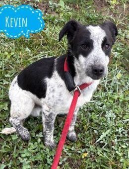 Kevin ein richtiger Lausbub - Flörsheim-Dalsheim