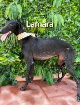 Lamara liebevoll und sozial 02/25 ESP - Ruppertsecken