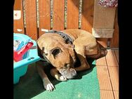 Bulldogge Dame sucht ein neues Zuhause - Stetten (Kalten Markt)