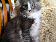 Zauberhafte Maine Coon Kitten - Remagen